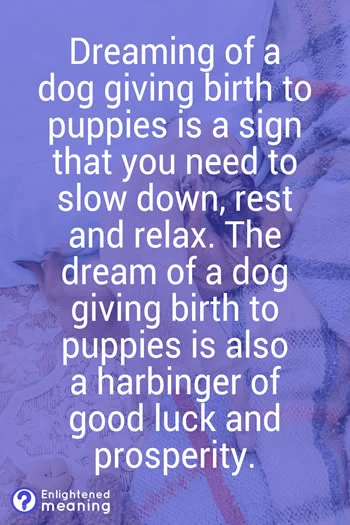 Dreaming of a Dog Giving Birth to Puppies