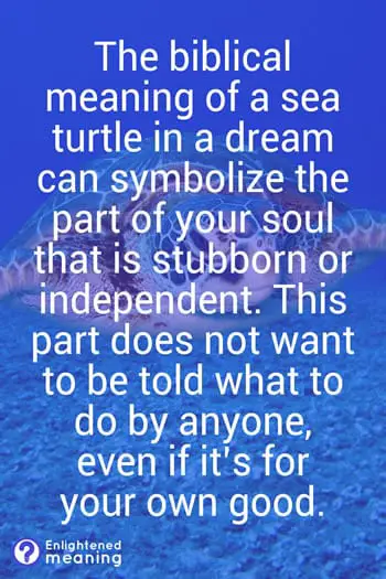 Biblical Meaning Of a Turtle In a Dream: Interpreting 11 Divine ...