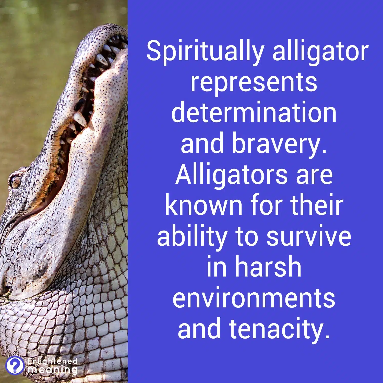 What does an alligator represent spiritually