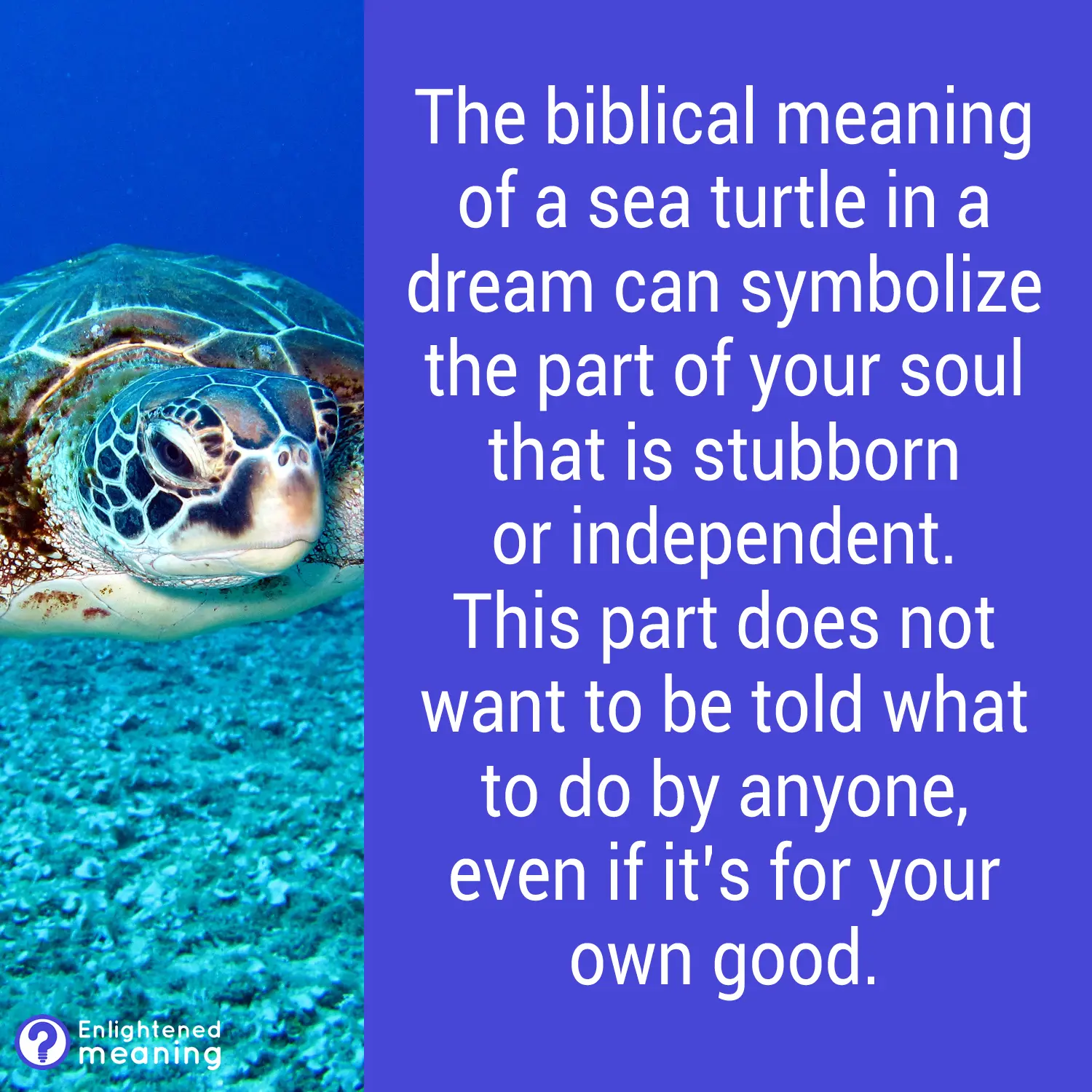Biblical Meaning of a Sea Turtle in a Dream