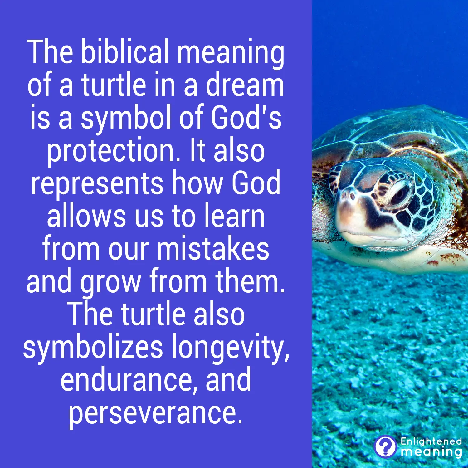 Biblical meaning of a turtle in a dream