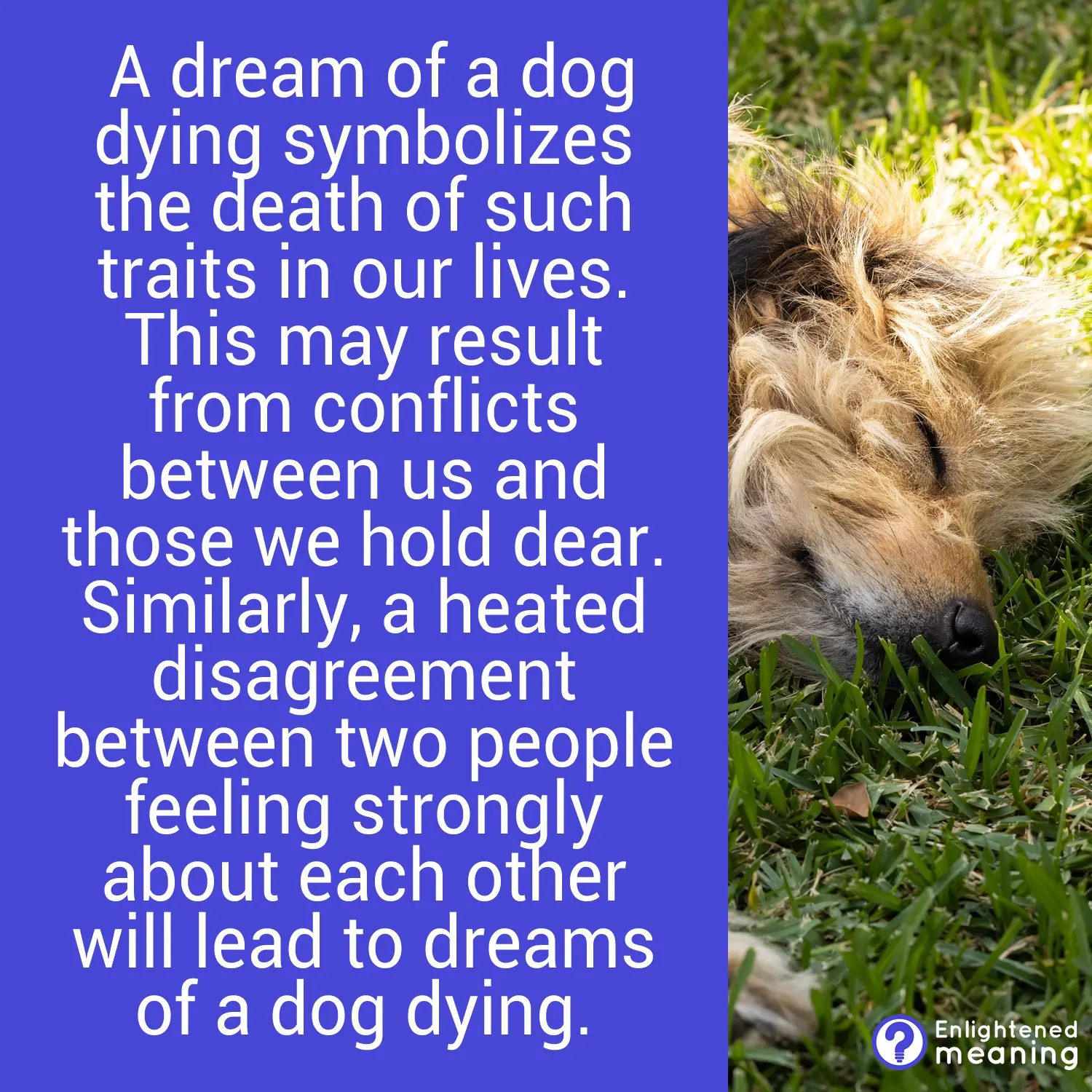 Dream of a Dog Dying