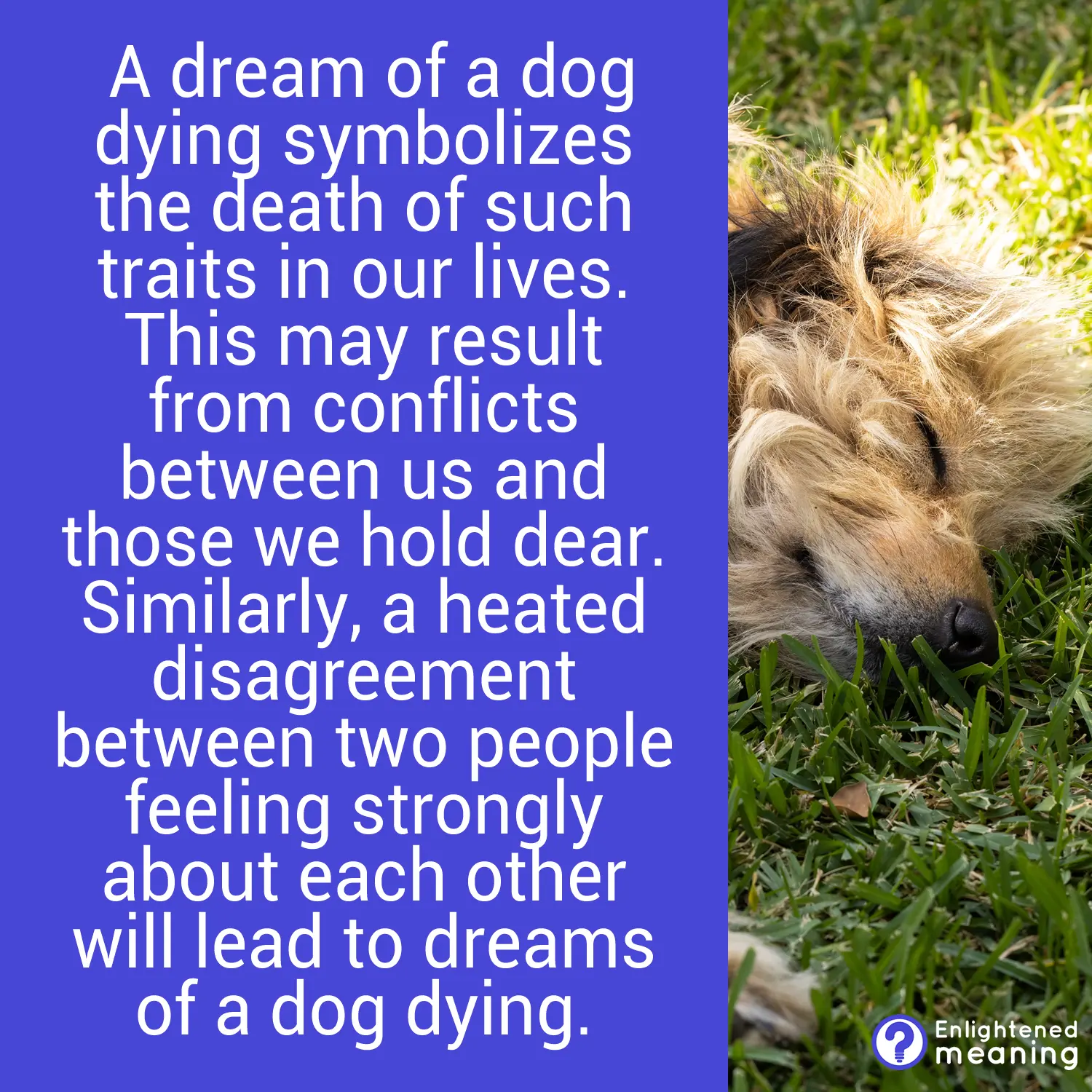 Dream of a Dog Dying: 8 Spiritual Meanings and Symbolism - Enlightened