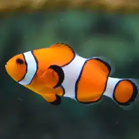 Fish dreams