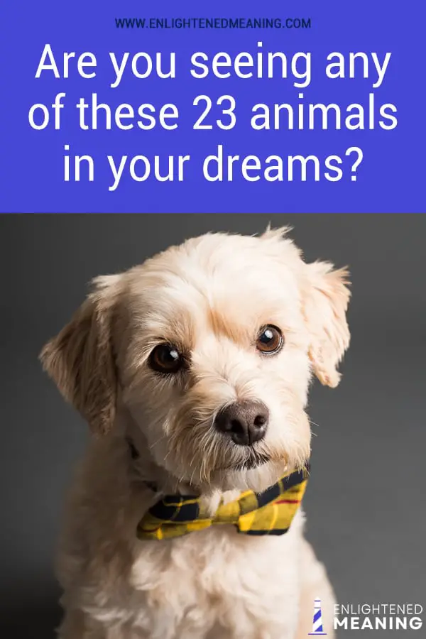 Are you seeing any of these 23 animals in your dreams?