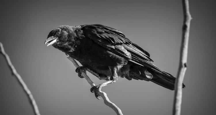 Crows in dreams
